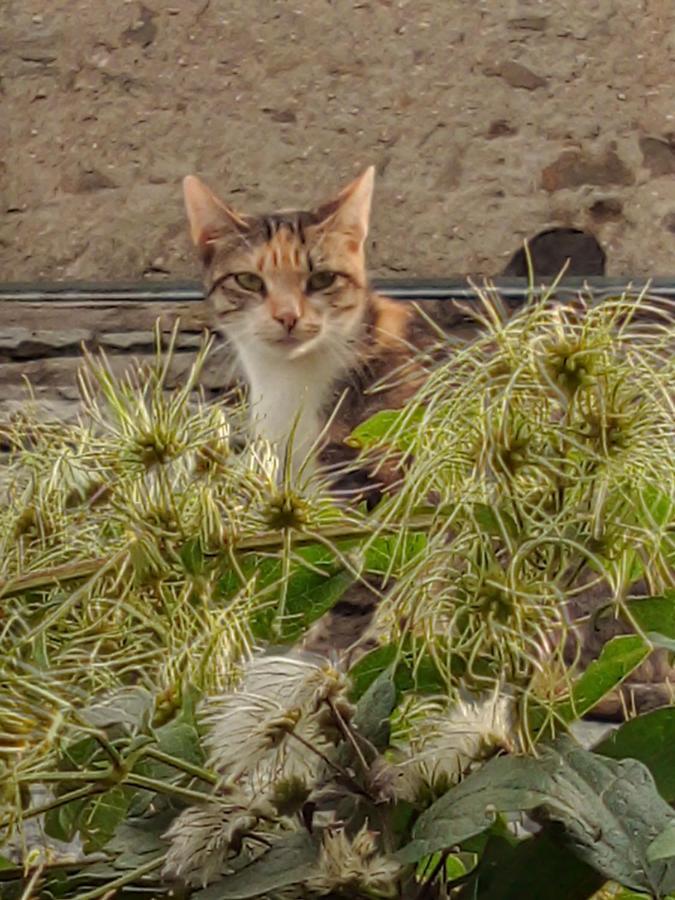 Il Cassero Pomaretto Eksteriør bilde